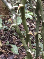 Dioscorea bartlettii