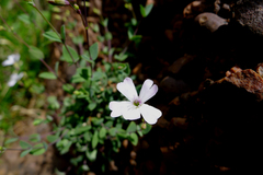 Petrocoptis pyrenaica