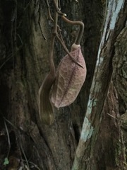 Aristolochia chiapensis