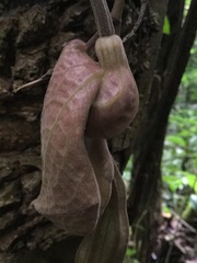 Aristolochia chiapensis