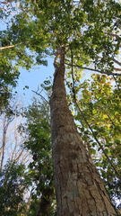 Paramachaerium gruberi