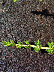 Coprosma ernodeoides