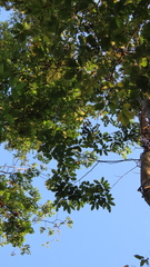 Paramachaerium gruberi