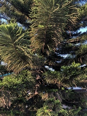 Araucariaceae