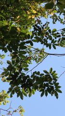 Paramachaerium gruberi