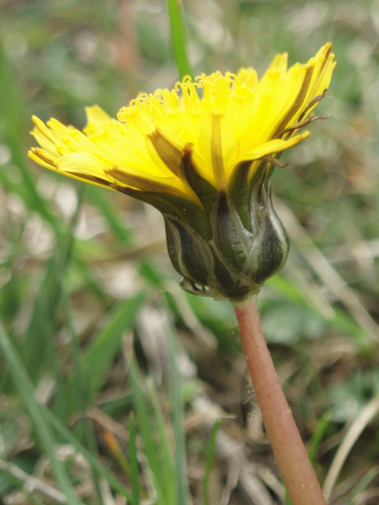 Taraxacum bavaricum