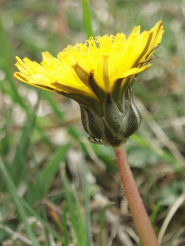 Taraxacum bavaricum