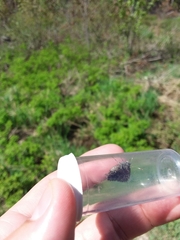 Callophrys lanoraieensis
