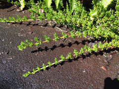 Coprosma ernodeoides