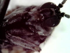 Diptera