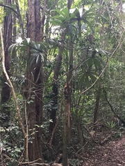 Cryosophila stauracantha