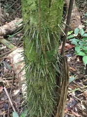 Cryosophila stauracantha