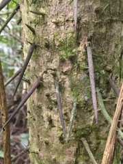 Cryosophila stauracantha