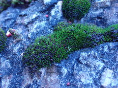 Schistidium maritimum