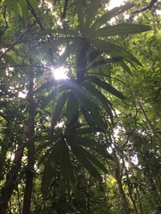 Cryosophila stauracantha