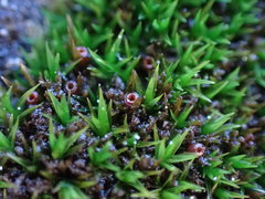 Schistidium maritimum