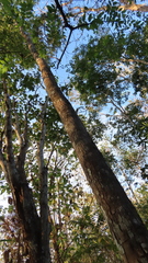 Paramachaerium gruberi