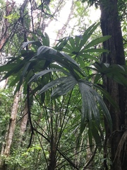 Cryosophila stauracantha