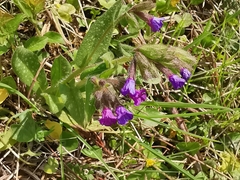 Pulmonaria longifolia