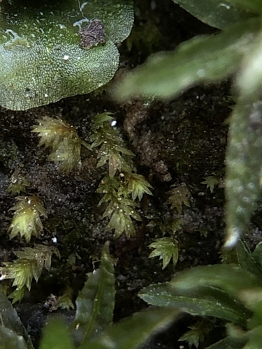 Welsh Pocket-moss (Fissidens celticus)