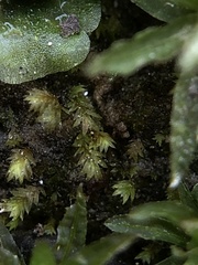 Fissidens celticus