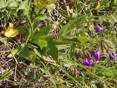 Pulmonaria longifolia