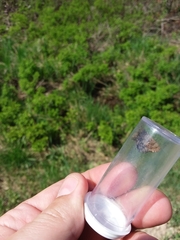 Callophrys lanoraieensis