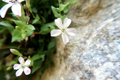 Petrocoptis glaucifolia
