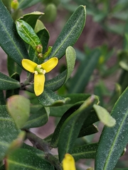 Cneorum tricoccon