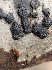 Annulohypoxylon truncatum