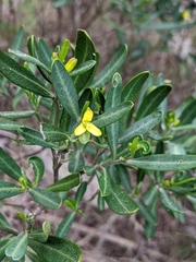 Cneorum tricoccon