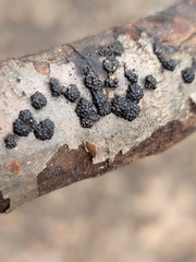 Annulohypoxylon truncatum