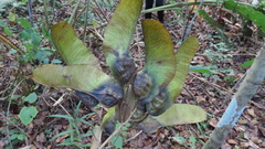 Paramachaerium gruberi