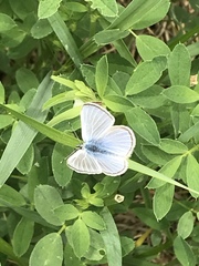 Glaucopsyche lygdamus oro