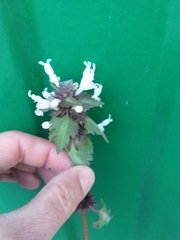 Lamium bifidum