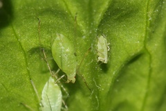 Aphididae