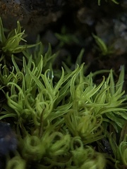 Trichostomum crispulum