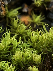 Trichostomum crispulum