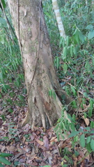 Paramachaerium gruberi