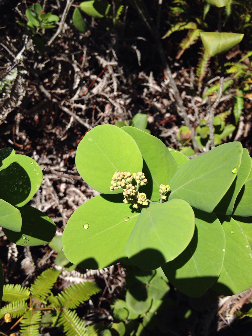 Santalum paniculatum var. paniculatum