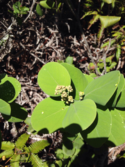 Santalum paniculatum paniculatum