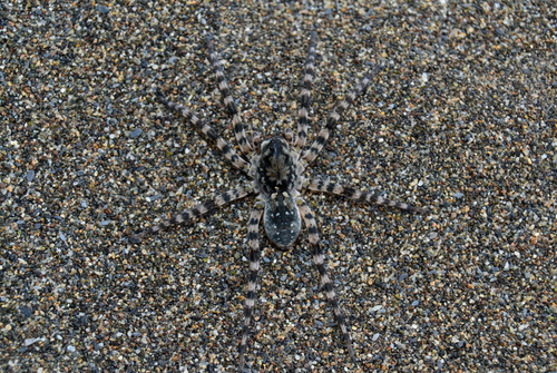 Northern Bear Spider, Village Grigoleti, Georgia, photo 7 of 10