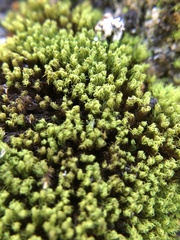 Trichostomum crispulum