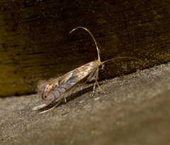 Phyllonorycter aeriferella