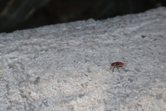 Lygaeus kalmii