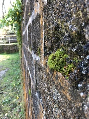 Trichostomum crispulum