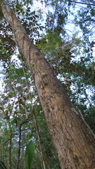 Paramachaerium gruberi