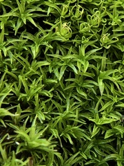 Trichostomum crispulum