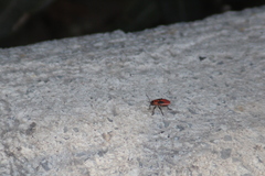 Lygaeus kalmii