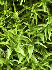 Trichostomum crispulum